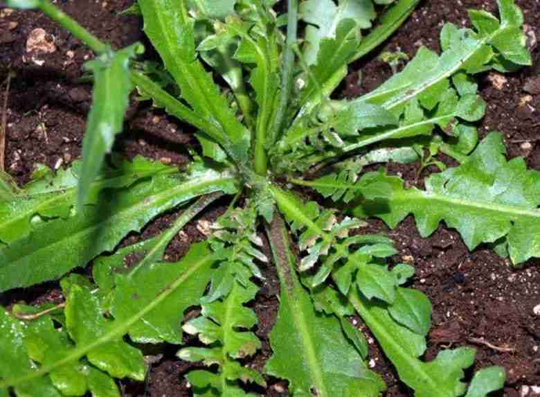 Foglie di capsella bursa-pastoris