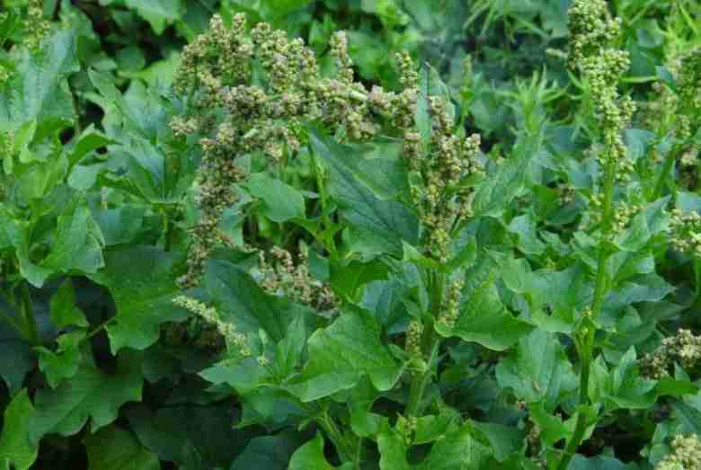 Spinaci di montagna