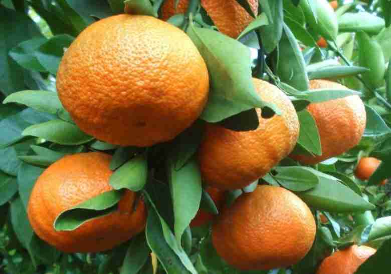 Citrus × clementina