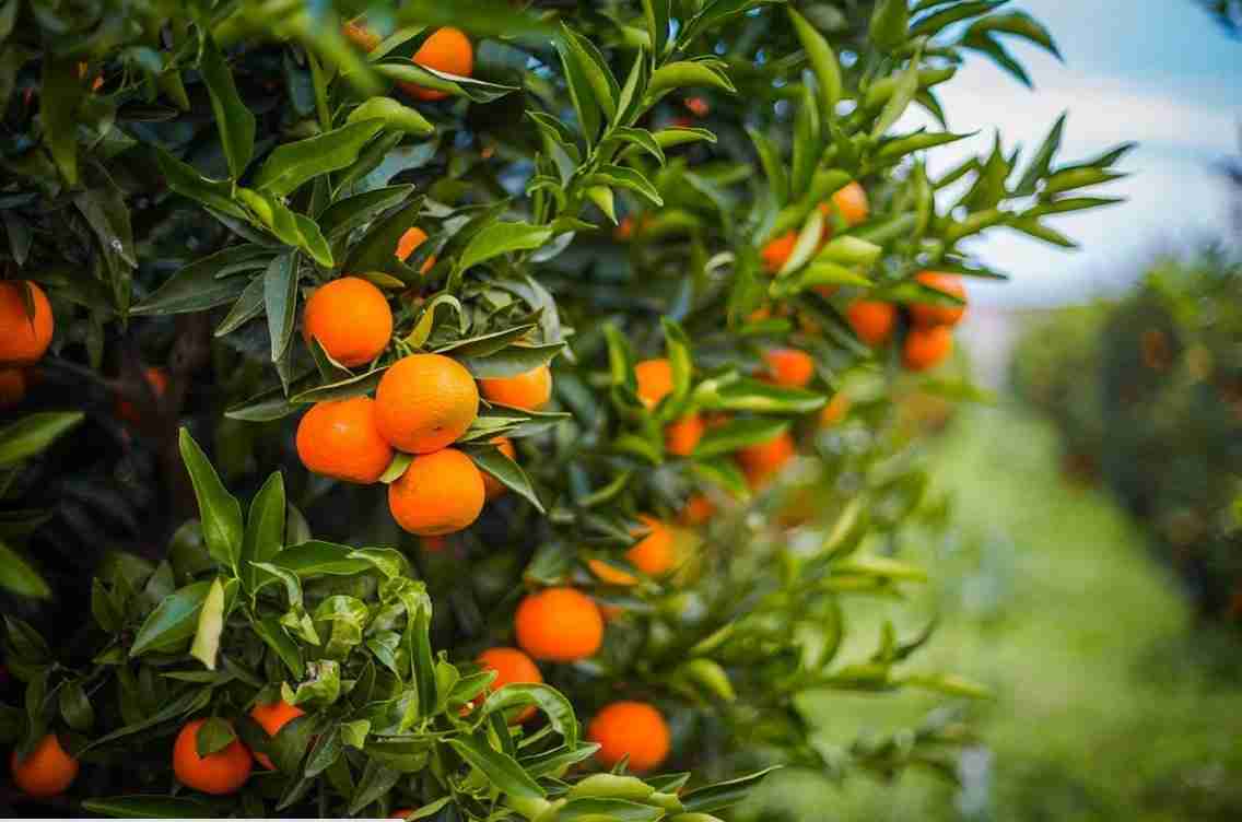 Come coltivare le clementine Coltivazione Biologica