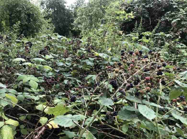 Eliminare rovi da un terreno incolto