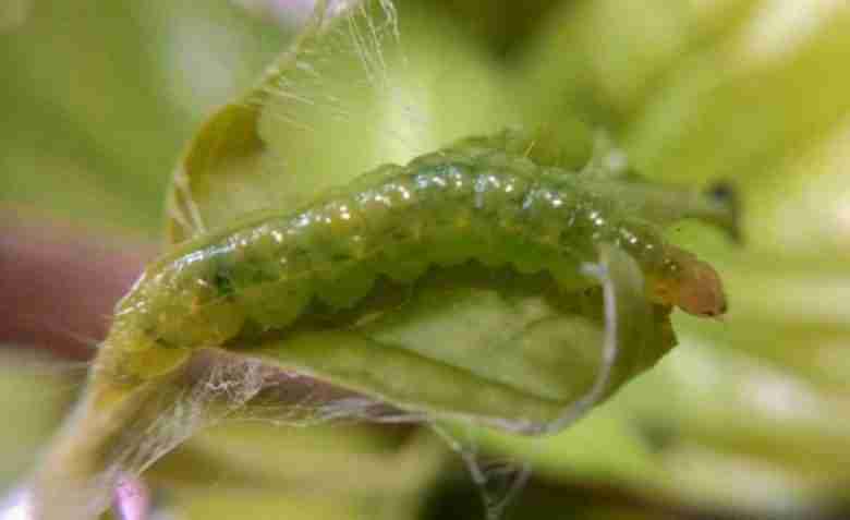 Larva di margaronia