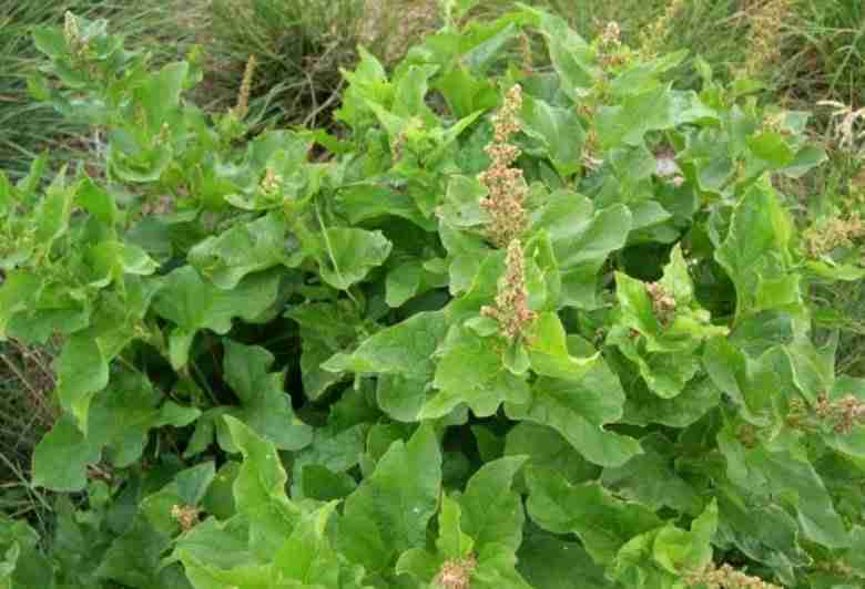 Orapi