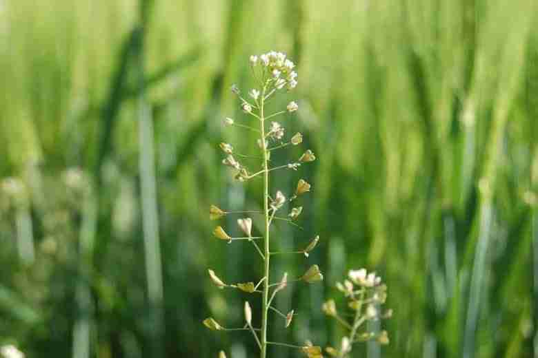 Fiori di capsella bursa-pastoris