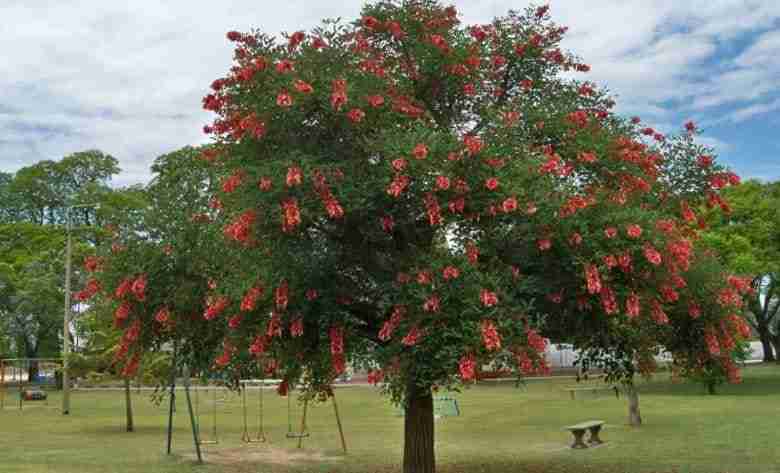 Albero del corallo