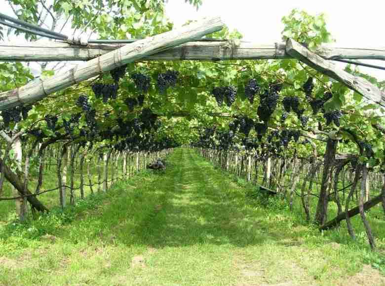 Coltivazione della vite a pergola