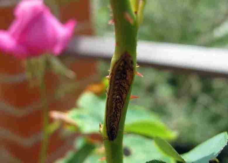 Danni degli argidi sulle rose