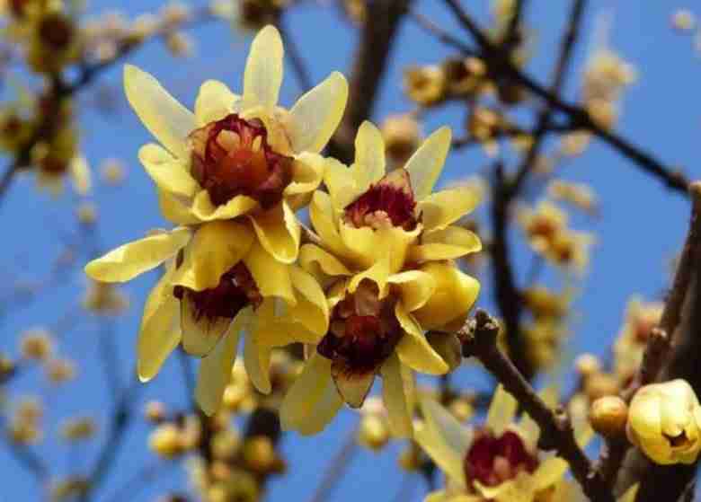 Fiore di inverno