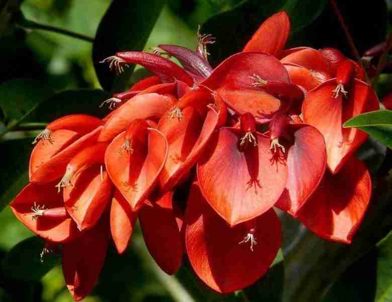 Fiori di Erythrina crista-galli