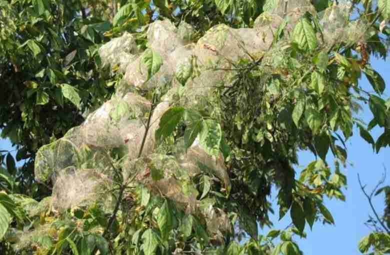 I danni di Hyphantria cunea su alberi