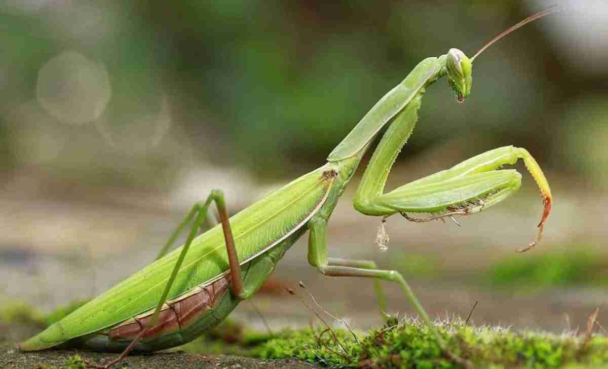 La mantide religiosa (Mantis religiosa) nell’orto Coltivazione Biologica