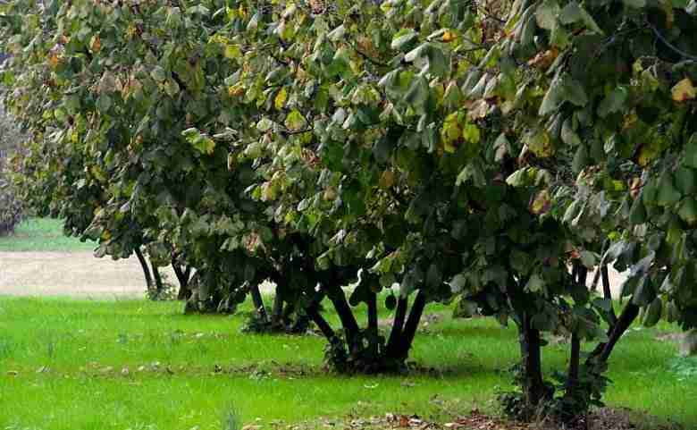 Potatura del nocciolo