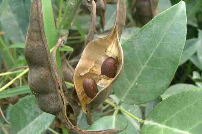 Semi di Erythrina crista-galli