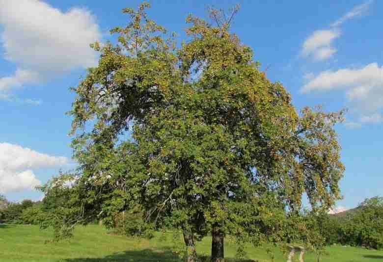 Albero di sorbo