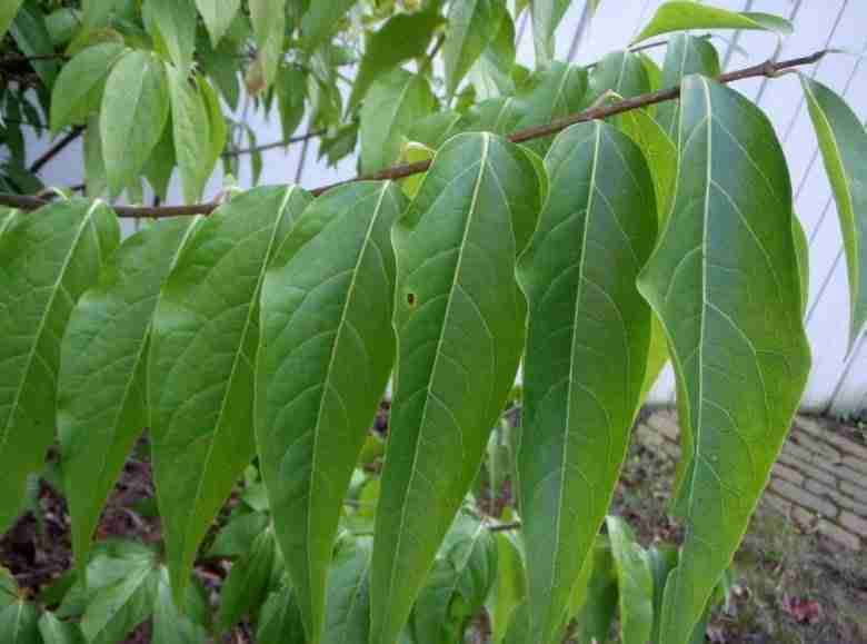 foglie di calicanto