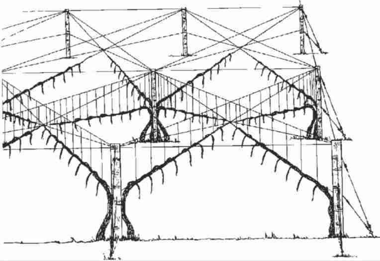 Pergola a raggi Bellussi