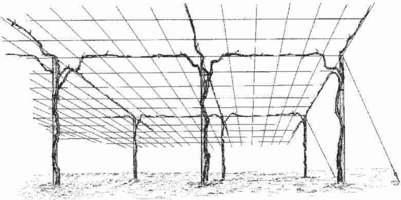 Pergola a tendone