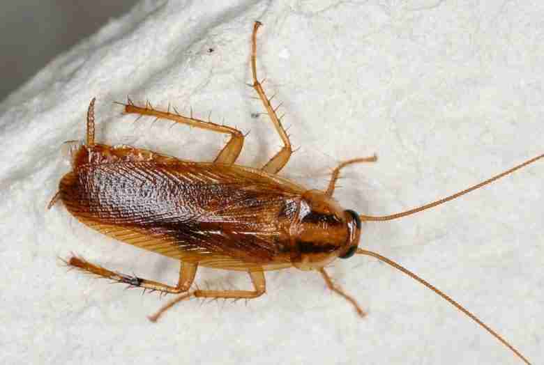 Blattella germanica