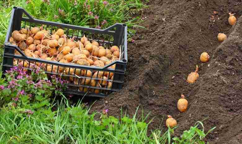 Semina di marzo in pieno campo