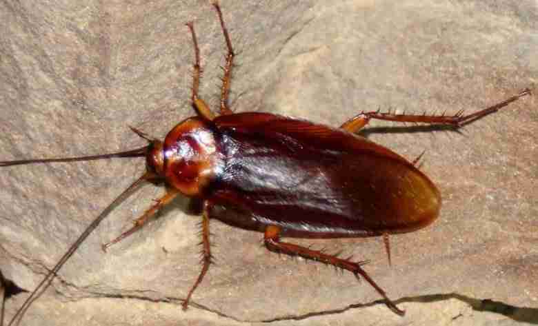 Periplaneta americana
