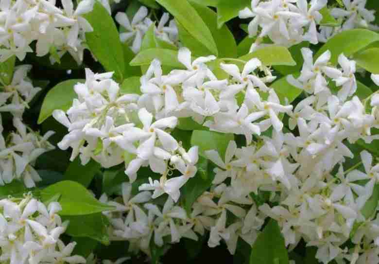 fiori di rincospermo