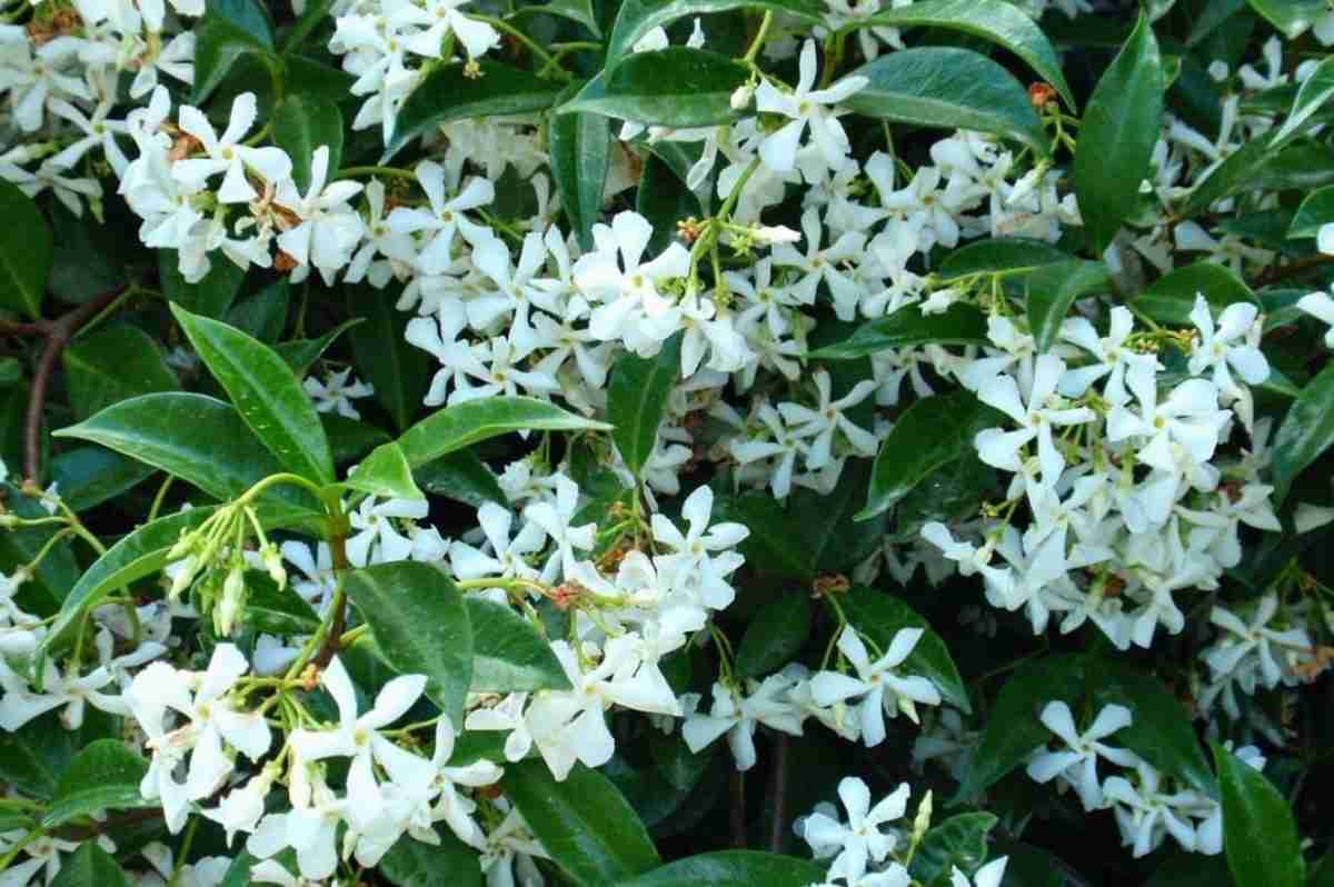 Pianta Pianta Di Rincospermum Jasminoides Falso H 150 Cm Gelsomino Rampicante