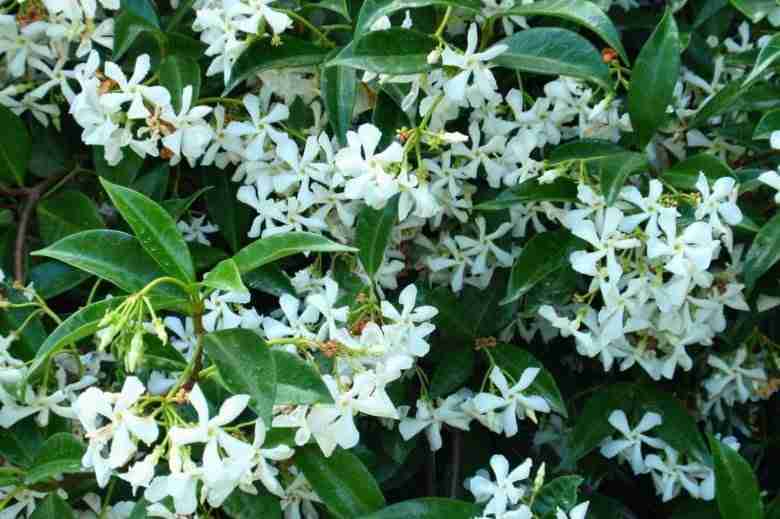 rincospermo (Trachelospermum jasminoides)
