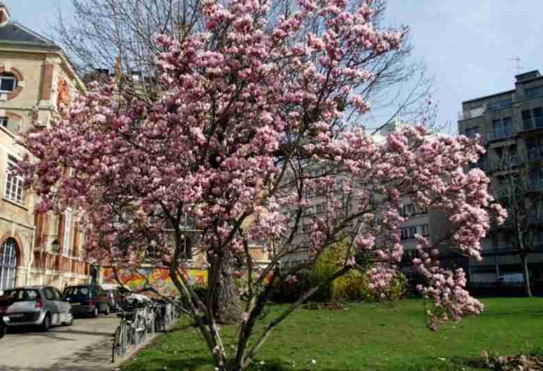 Albero di magnolia-soulangeana