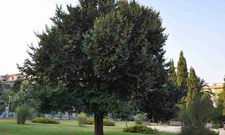 Albero di olmo