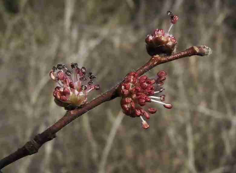 Fiori olmo