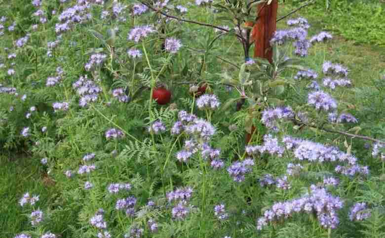 Phacelia tanacetifolia