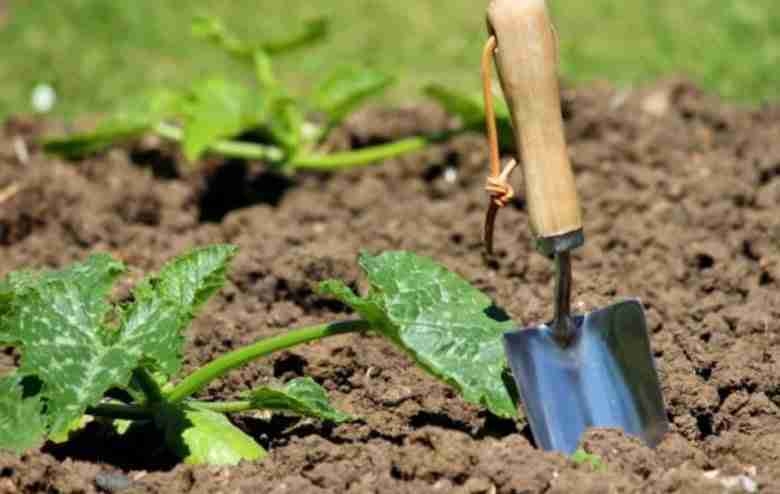 Piantare zucchine in aprile