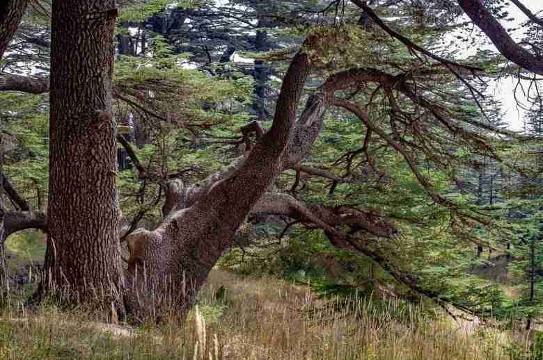 Tronco e rami di cedro del libano