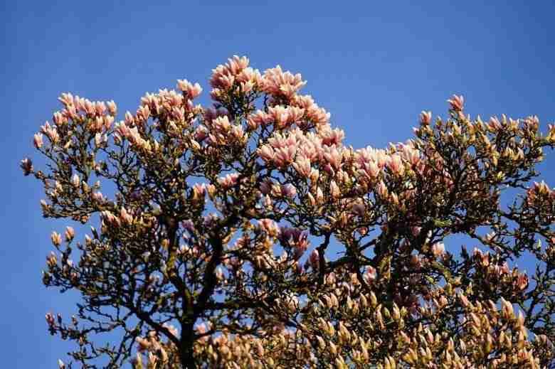 chioma-magnolia-soulangeana
