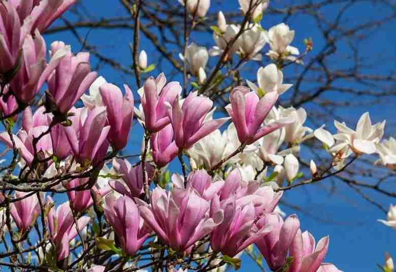 fiori-di-magnolia-soulangeana