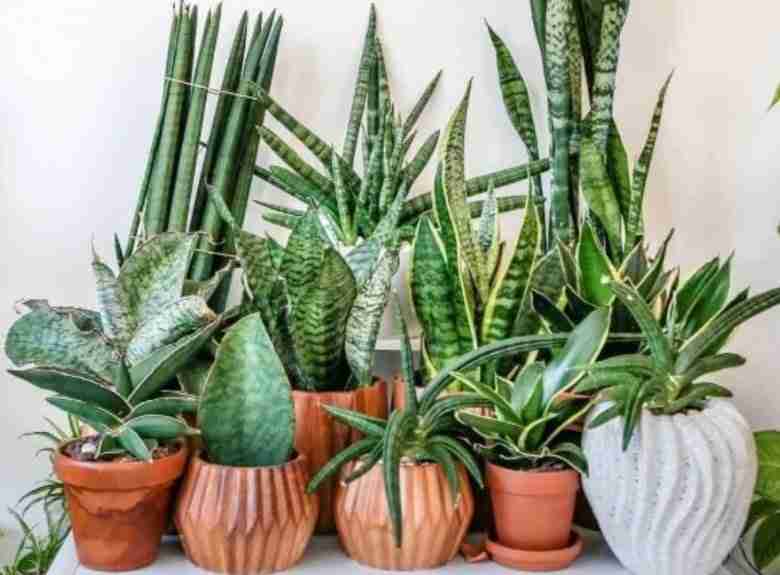 le-varie-specie-di-sansevieria