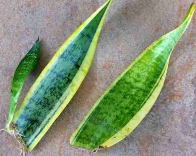 sansevieria-tale