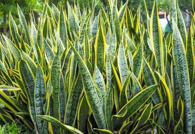 sansevieria-trifasciata-Laurentii