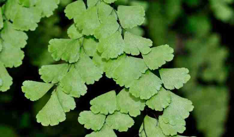 Adiantum capillus-veneris