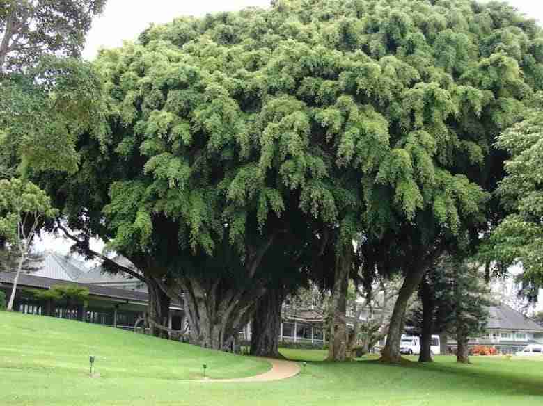 Albero di ficus-benjamin