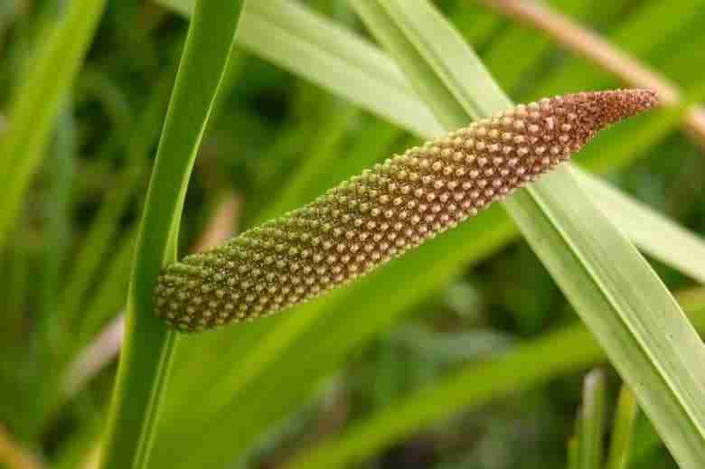 Fiore di calamo aromatico