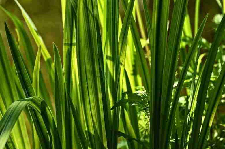 Foglie di calamo aromatico