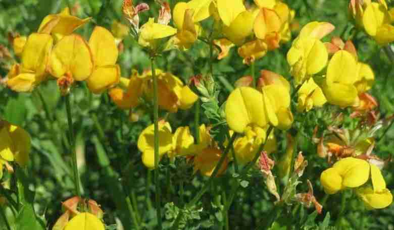 Lotus corniculatus