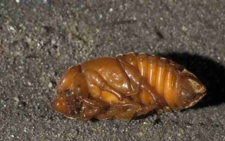 Oryctes nasicornis-pupa