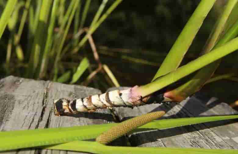 Rizoma di Acorus calamus