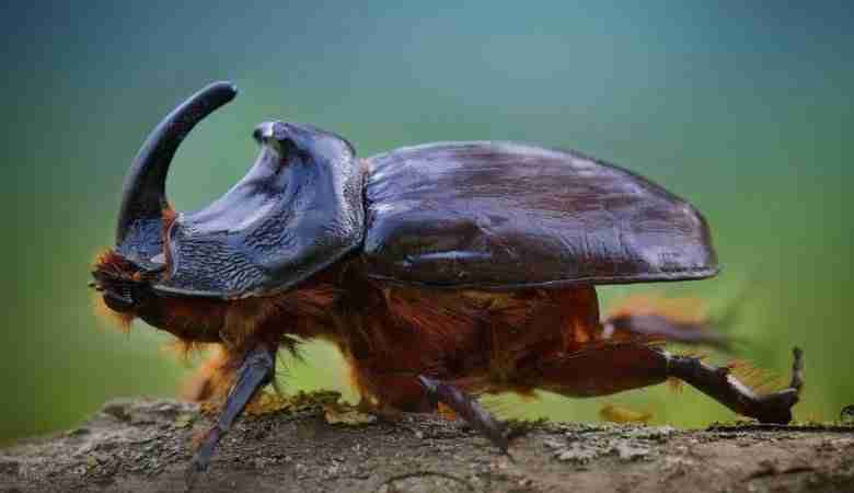 Oryctes nasicornis