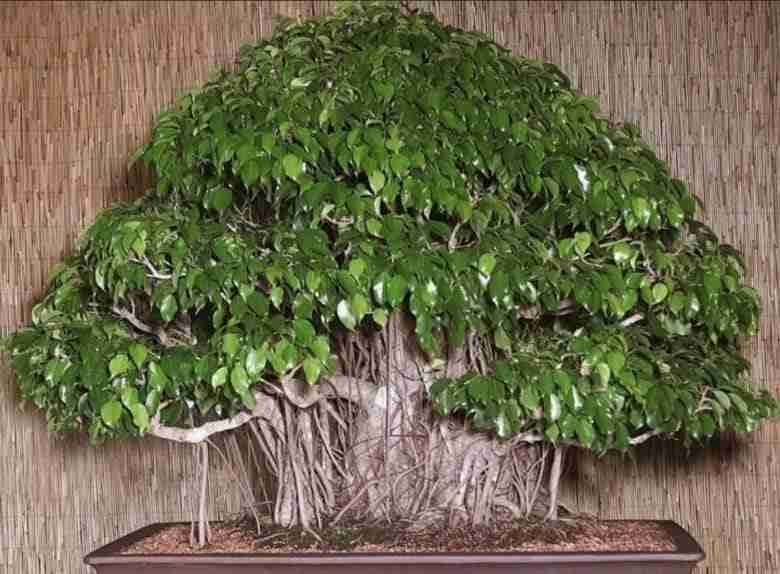 ficus-benjamin-bonsai