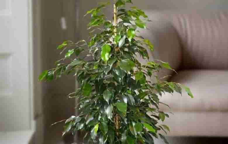 ficus-benjamin-in-vaso