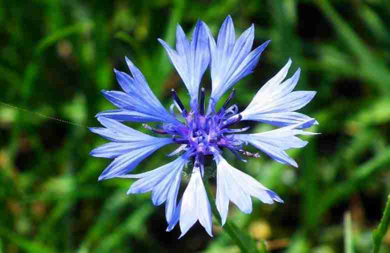 Fiordaliso (Centaurea cyanus). Coltivazione e proprietà del fiore