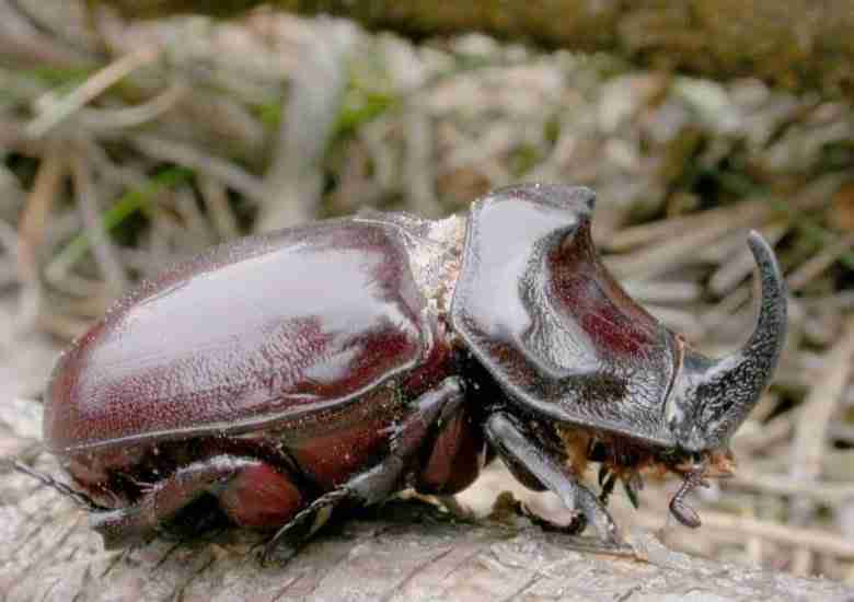 scarabeo-rinoceronte-adulto